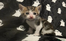 Mixed Breed cats for sale: Kittens for sale  - Image 1