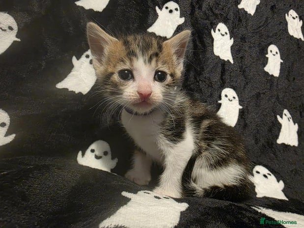 Mixed Breed cats - Advert 19