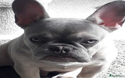 French Bulldog dogs for sale: Male French bulldog  - Image 4