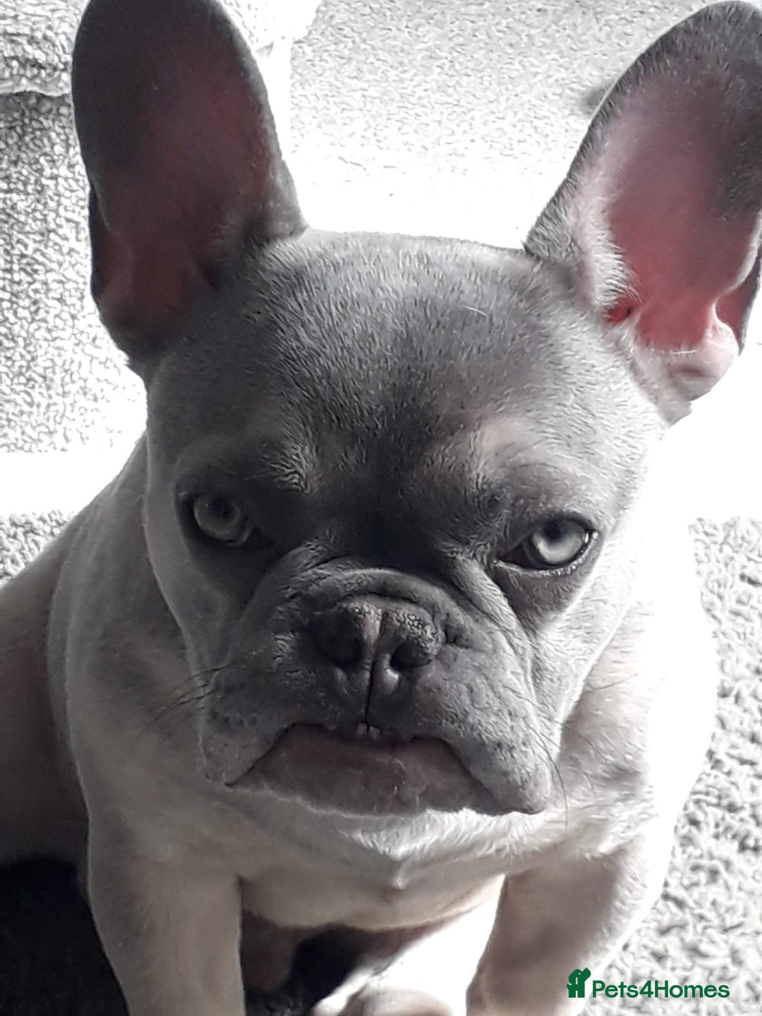 French Bulldog dogs for sale: Male French bulldog  - Image 4