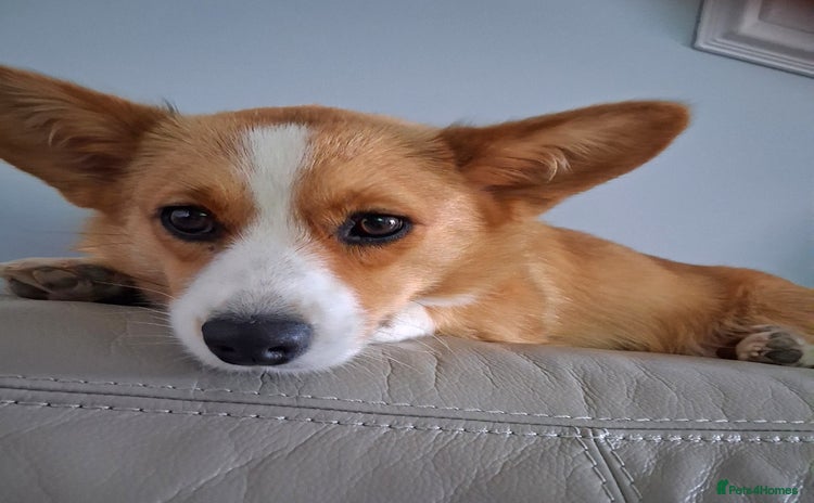 Welsh Corgi Cardigan dogs - Advert 1