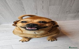 Mixed Breed dogs for sale: Dachshund + pug - Image 8