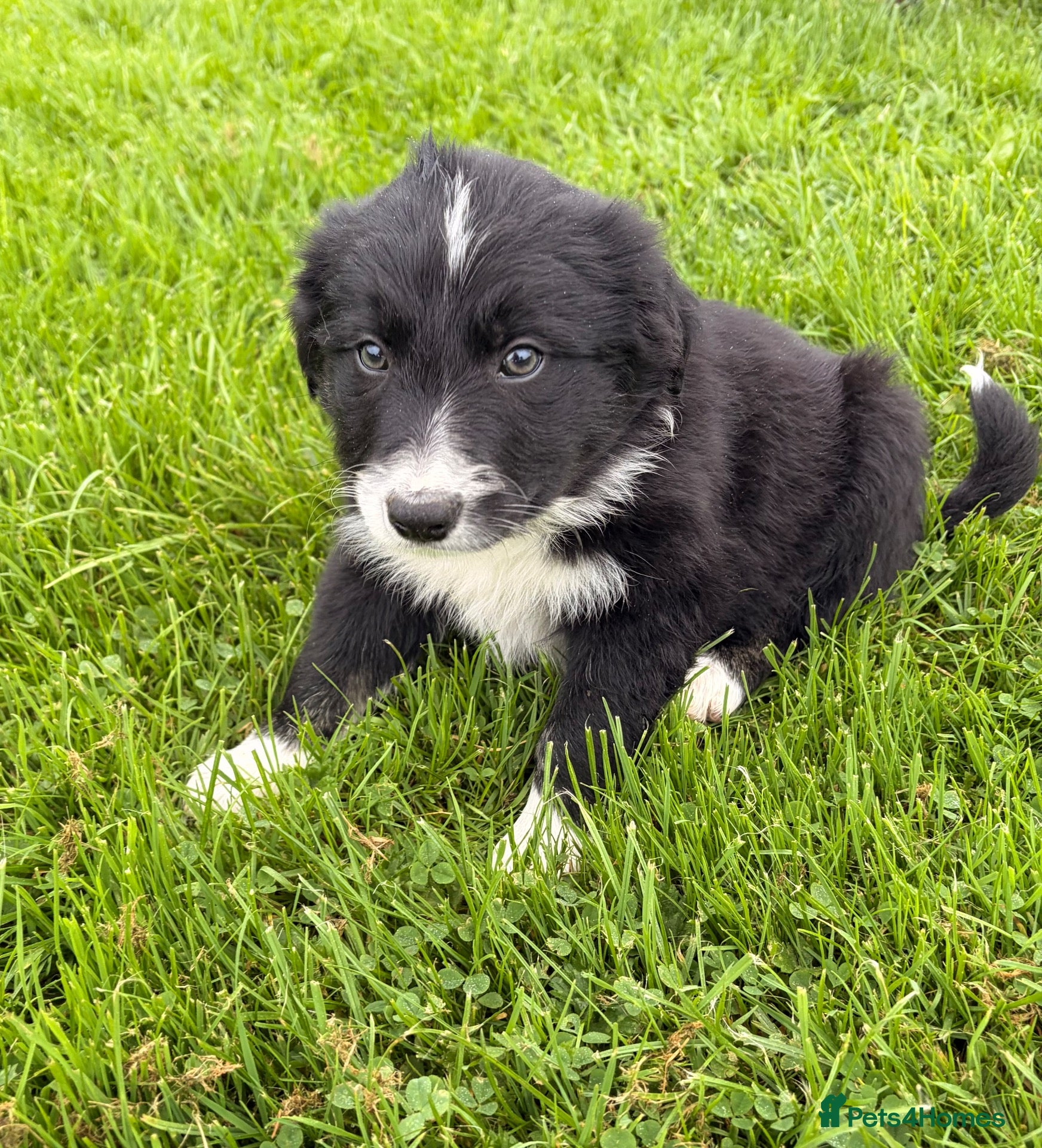 Border Collie dogs BEAUTIFUL BORDER COLLIE PUPS - Advert 1