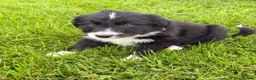 Border Collie dogs for sale: BEAUTIFUL BORDER COLLIE PUPS - Advert 6