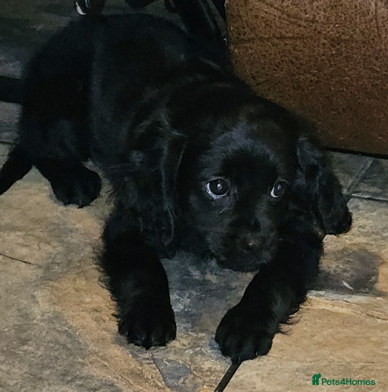 Cavapoo dogs 1 lovely cavapoo female puppy for sale  - Advert 16