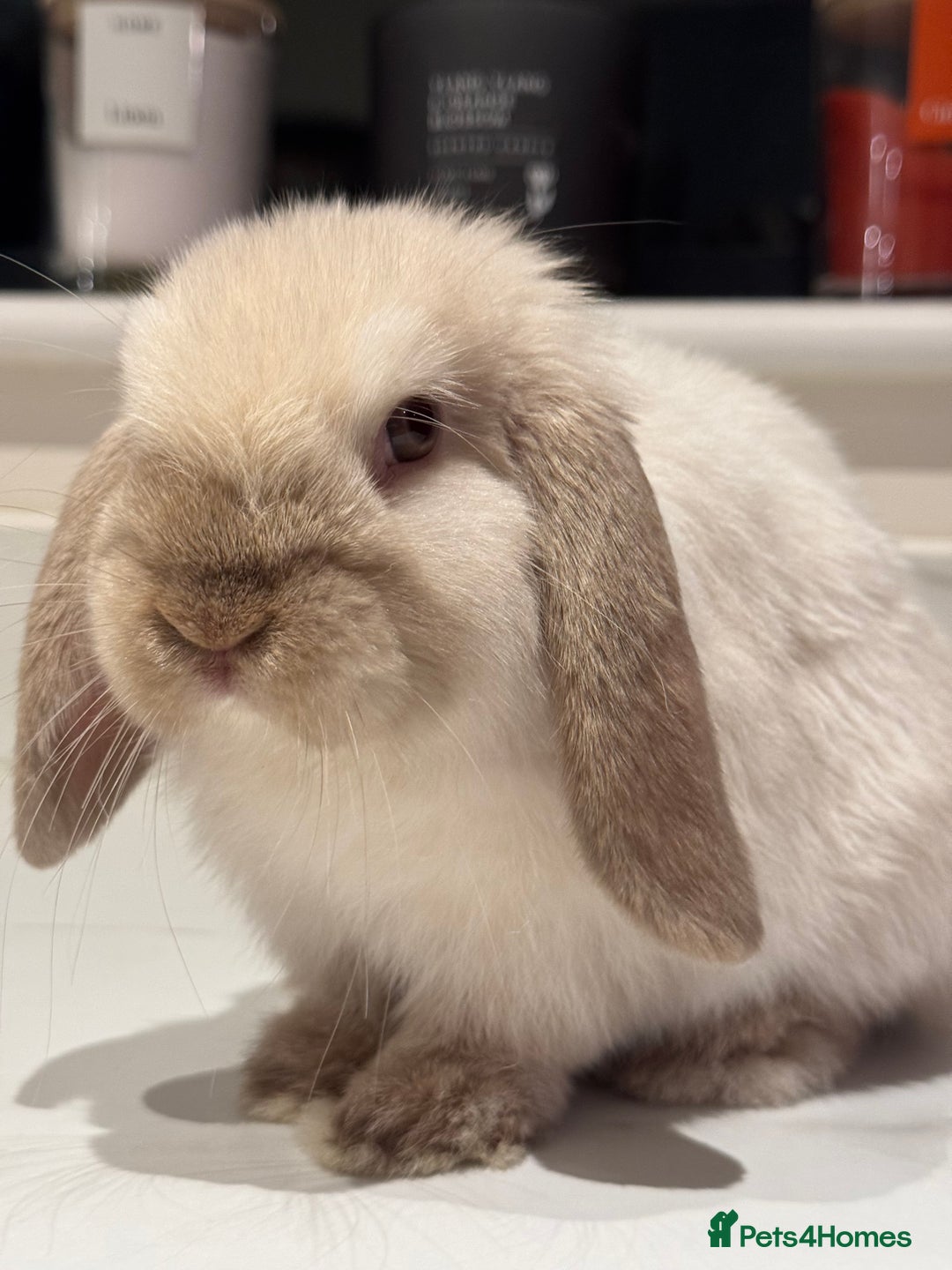 Mini Lop rabbits for sale: Mini Lop looking for loving forever home - Advert 5
