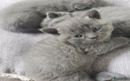 British Shorthair cats for sale: British shorthair kittens😻 - Image 1