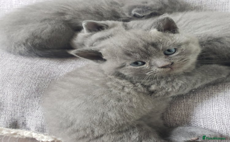 British Shorthair cats - Advert 1