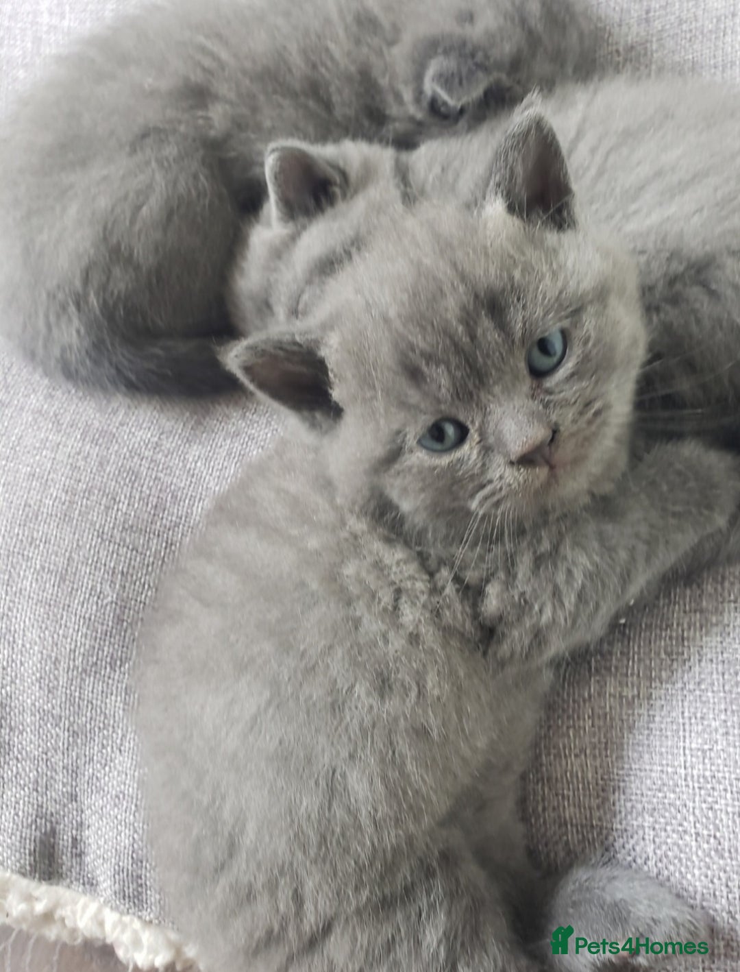 British Shorthair cats for sale: British shorthair kittens😻 - Image 1