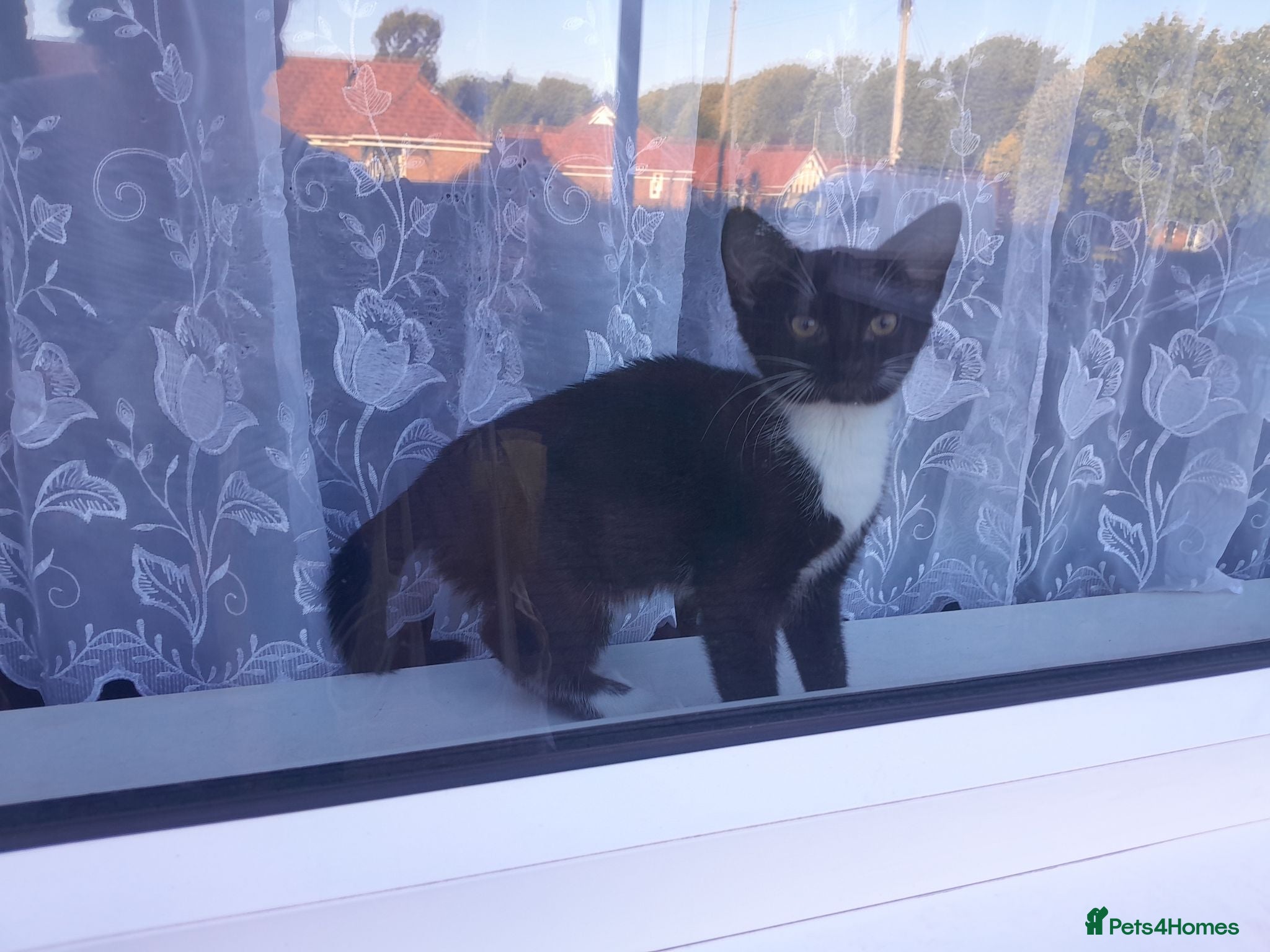 British Shorthair cats Black and white lovely clever girl  - Advert 2