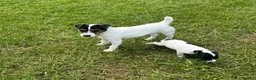 Jack Russell dogs for sale: Jack Russell terriers ready now 🏡 - Advert 10