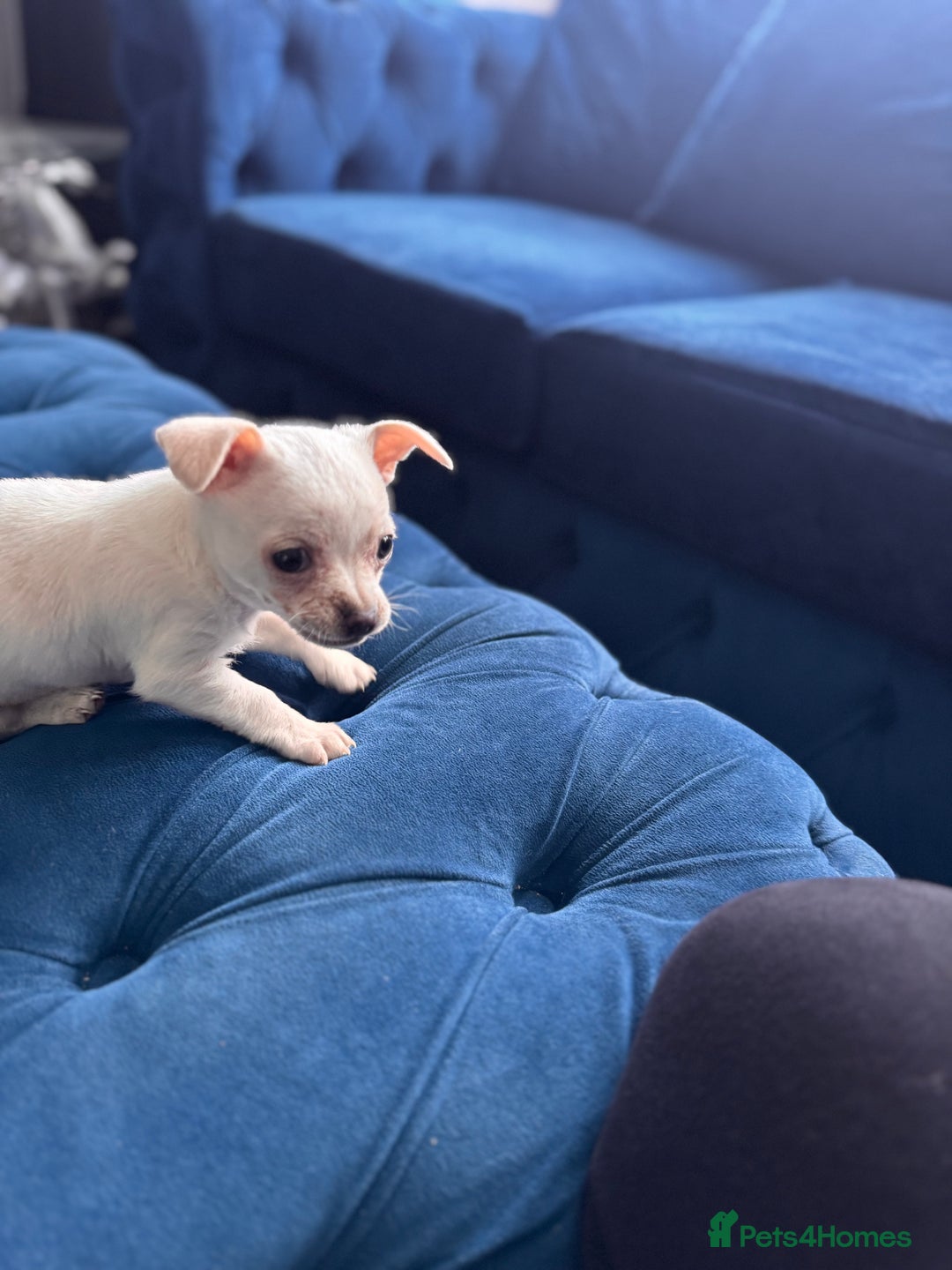 Chihuahua dogs for sale: Beautiful white short coat male Chihuahua  - Image 6