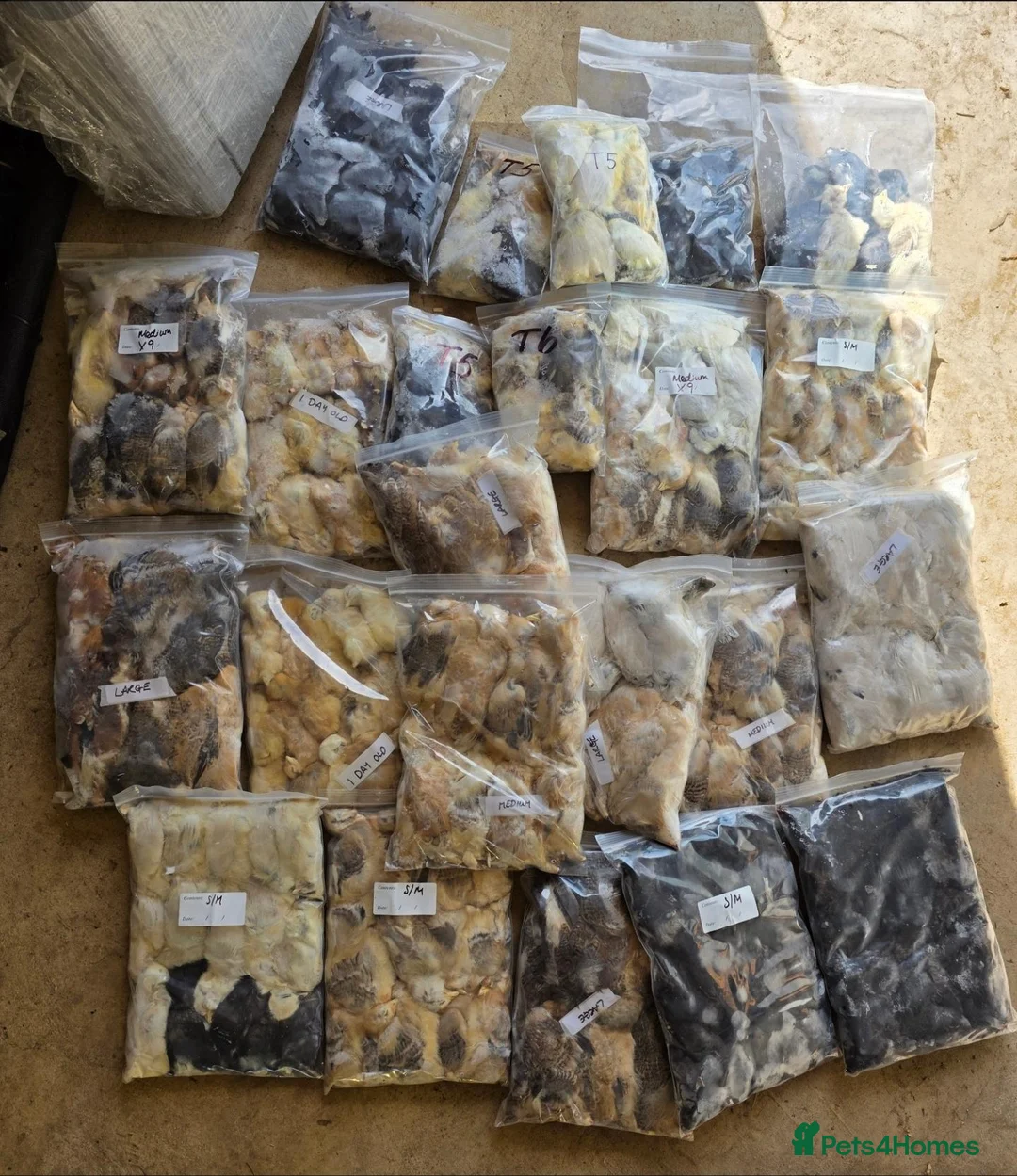 Snake reptiles for sale: Diamond Carpet Pythons - Advert 8