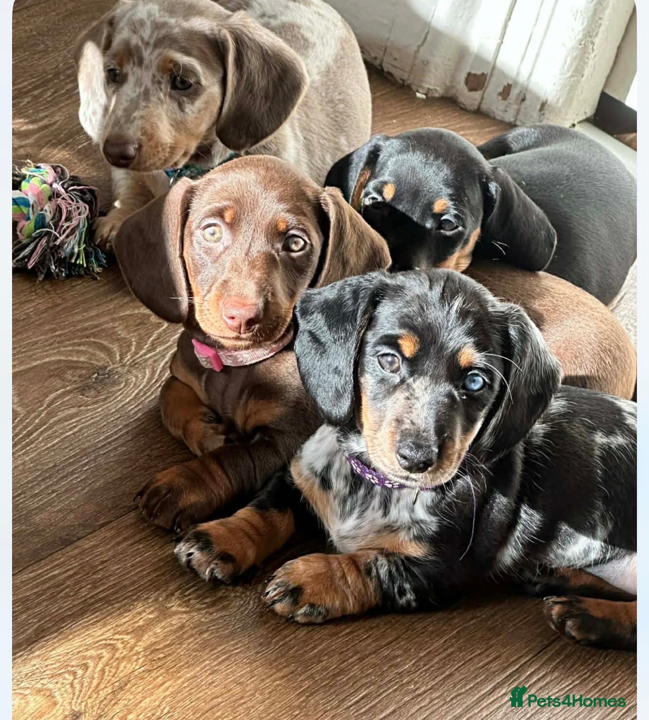Dachshund dogs Dachshund puppies for sale  - Advert 9