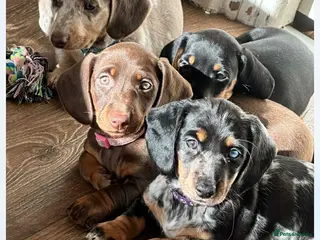 Dachshund dogs Dachshund puppies for sale - Advert 17