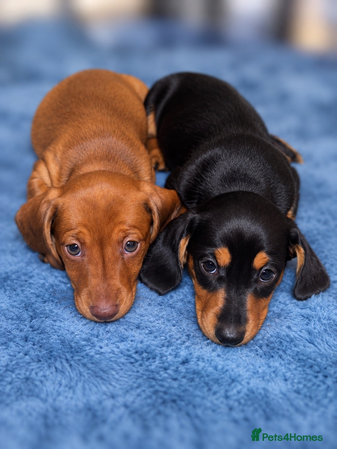 Miniature Dachshund dogs Miniature dachshund puppies - Advert 6