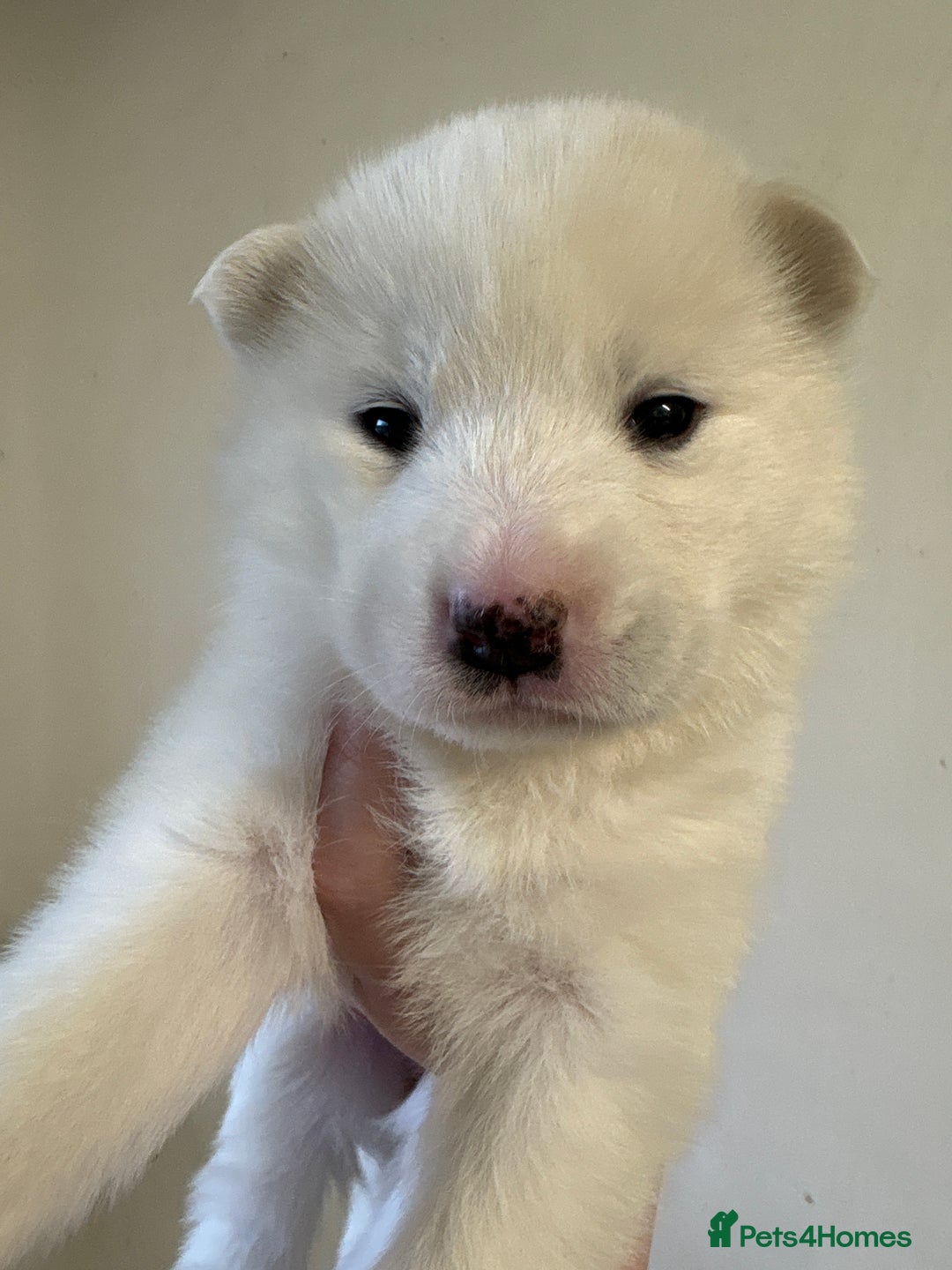 Mixed Breed dogs for sale: Samsky puppies - Advert 11