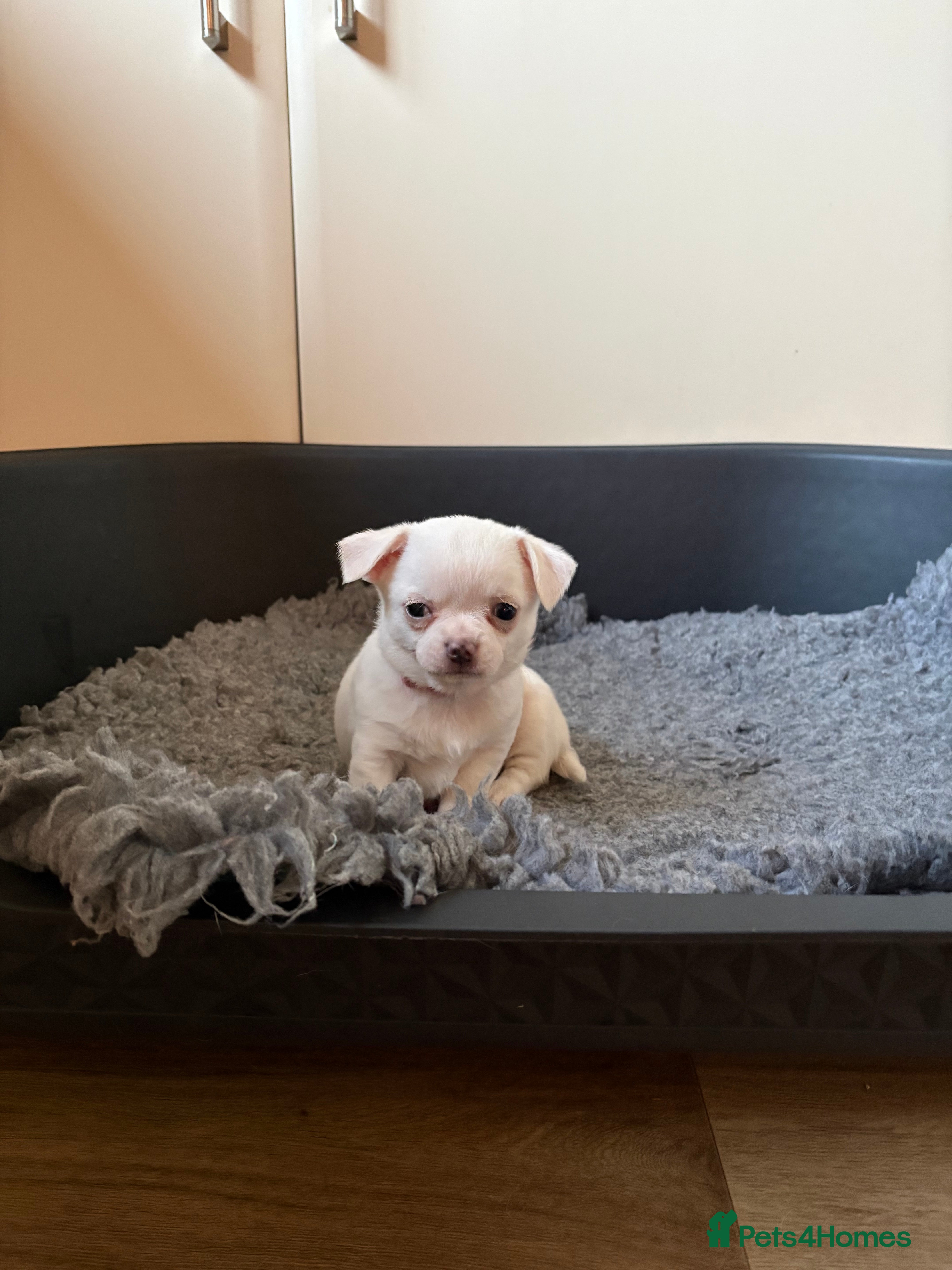 Chihuahua dogs Stunning Chihuahua Puppy for sale - Advert 7