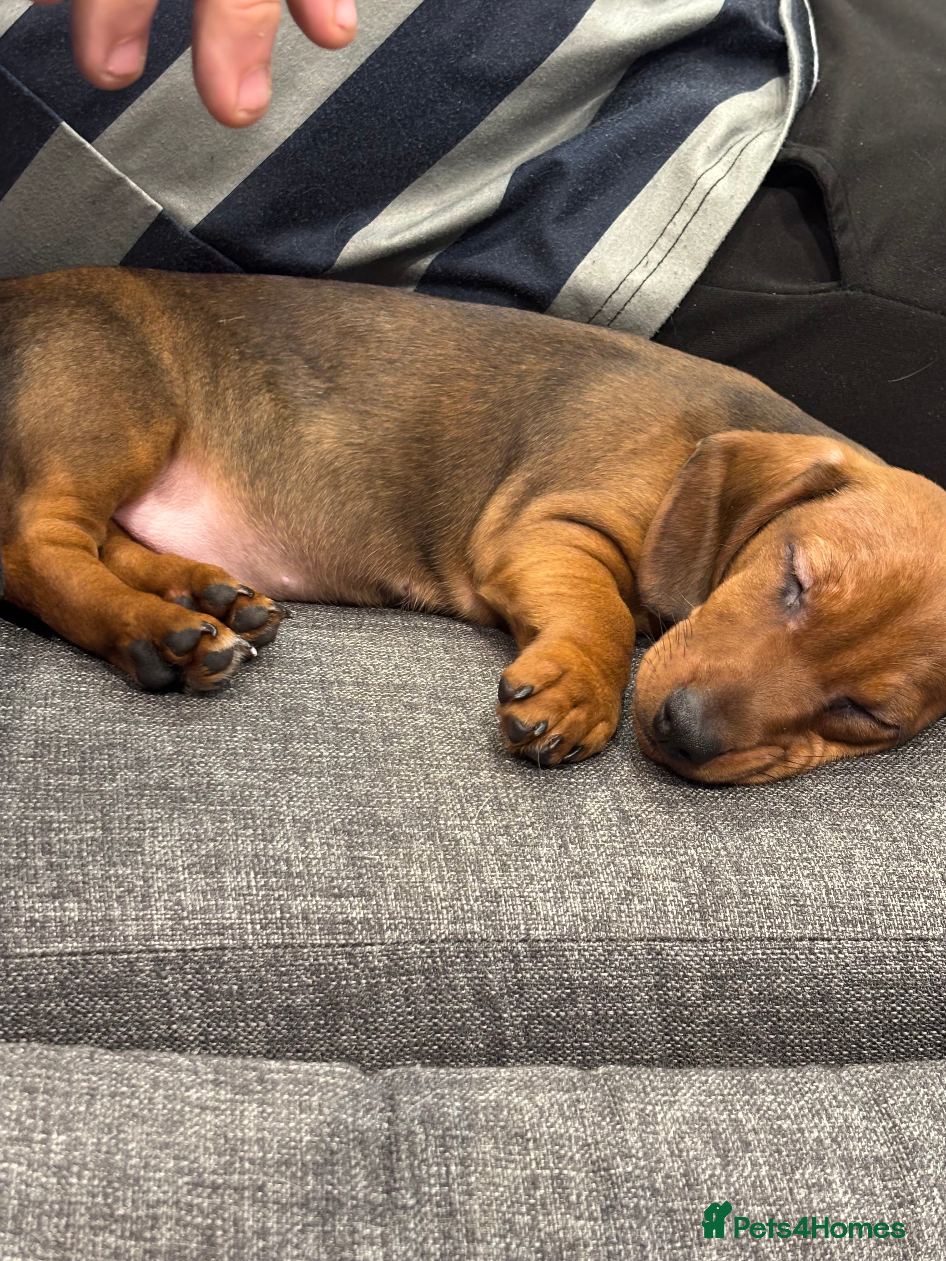 Dachshund dogs Dachshund choc-based-red puppies available now!! - Advert 9