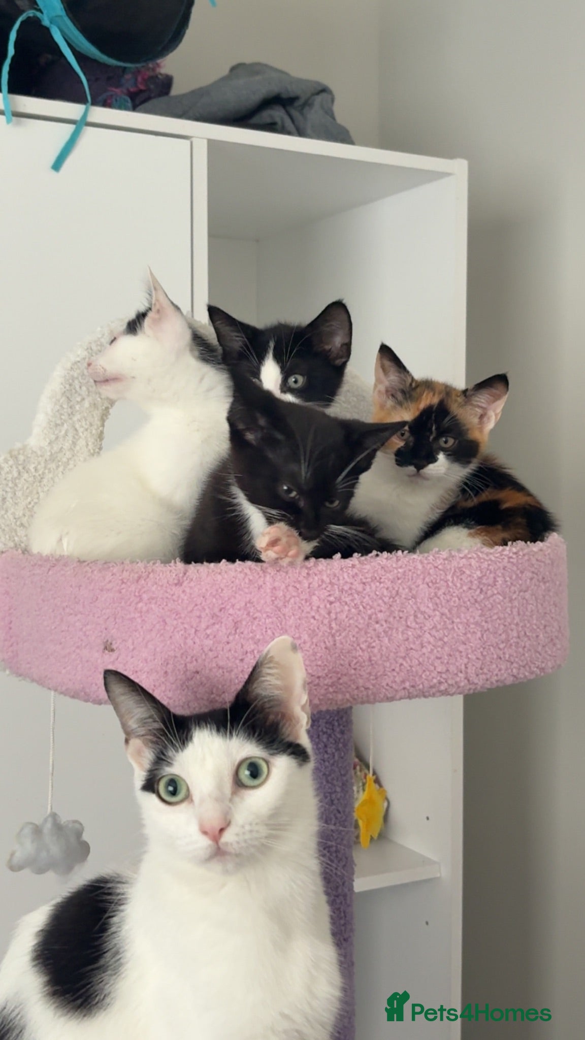 Domestic Shorthair cats Gorgeous calico kitten ready now - Advert 4