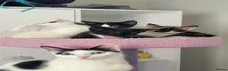Domestic Shorthair cats for sale: Gorgeous calico kitten ready now - Advert 1