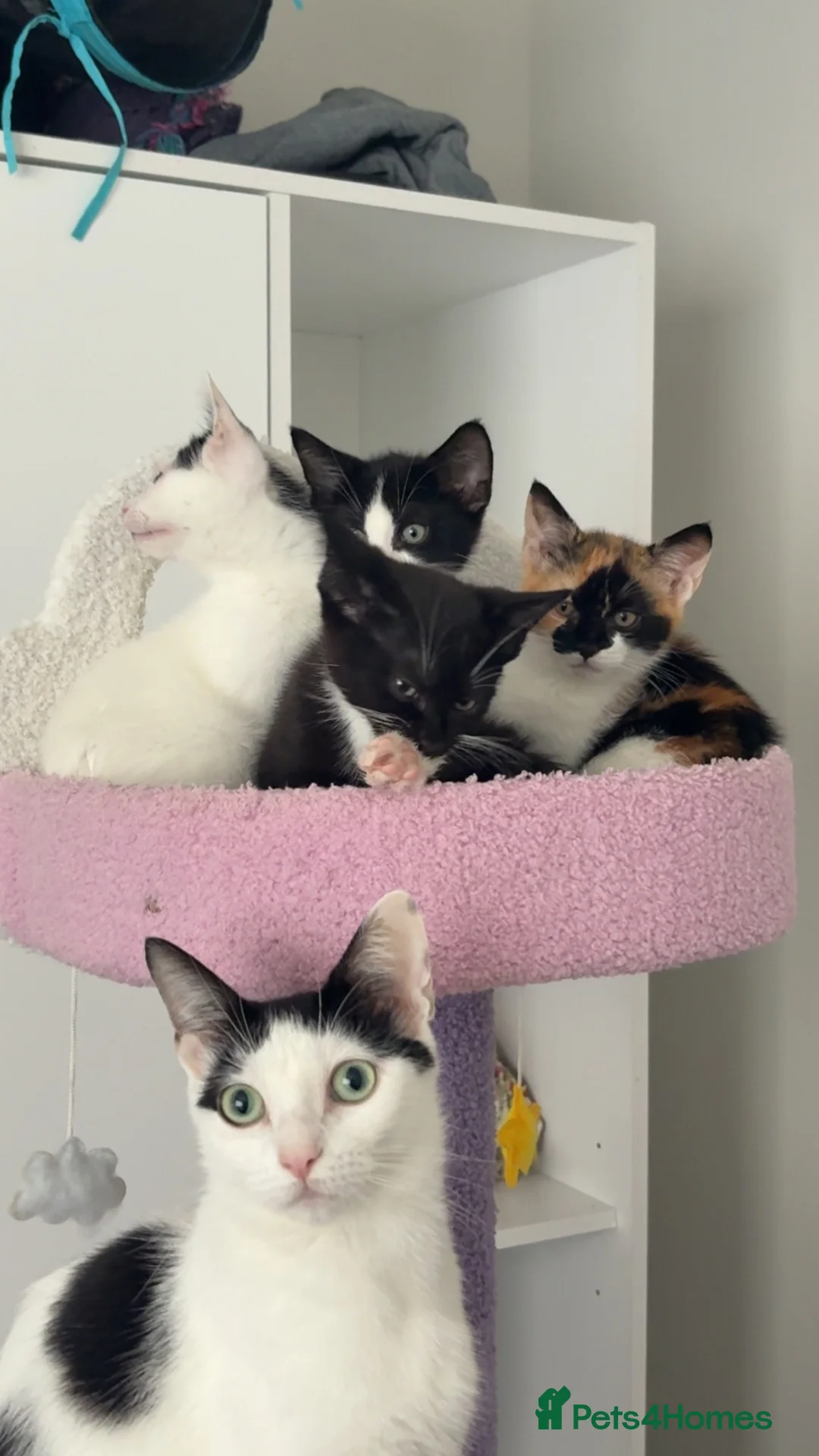 Domestic Shorthair cats for sale: Gorgeous calico kitten ready now - Advert 1