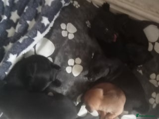 Chiweenie dogs - Advert 4