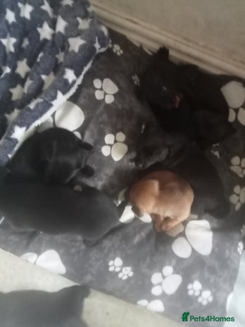 Chiweenie dogs - Advert 4
