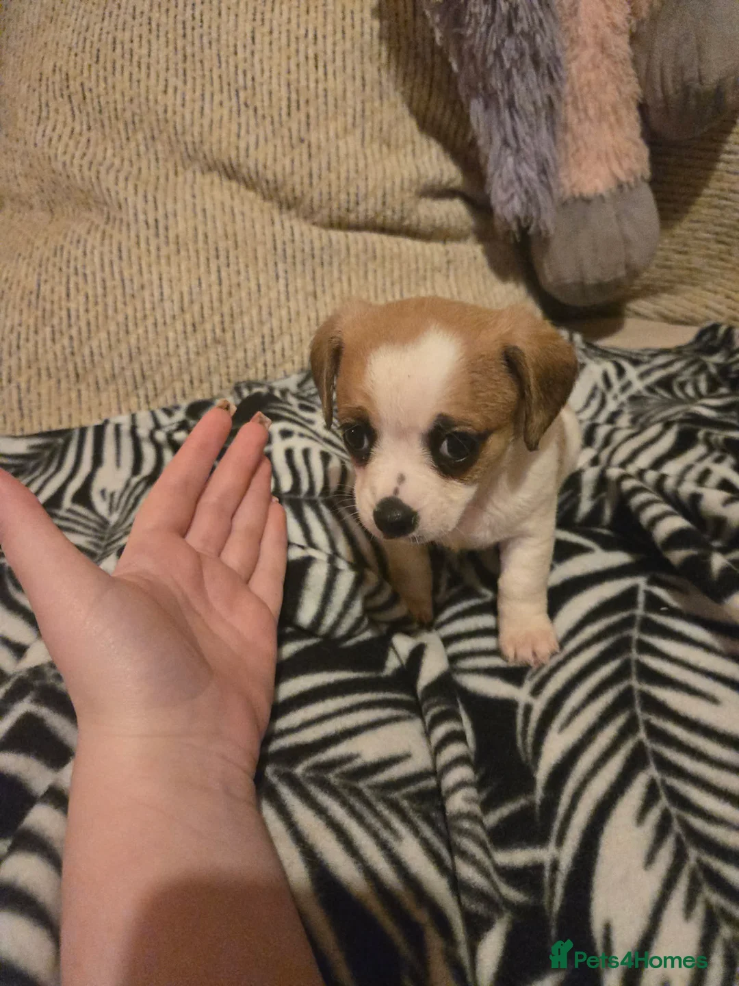 Mixed Breed dogs for sale: Cavachon x jug pups for sale ready now  - Advert 18