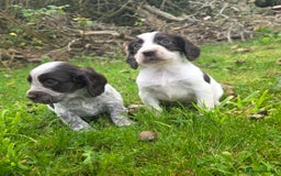 Cocker Spaniel dogs for sale: WORKING COCKER SPANIELS ..DNA CLEAR - Image 13