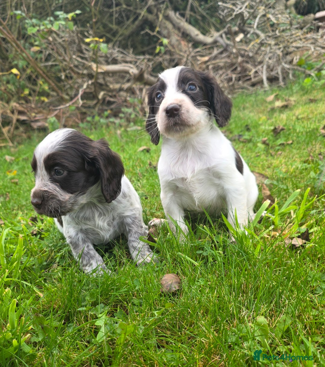 Cocker Spaniel dogs for sale: WORKING COCKER SPANIELS ..DNA CLEAR - Image 13