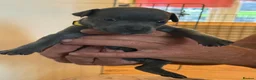 Staffordshire Bull Terrier dogs for sale: 🐾 Gorgeous Blue Staffordshire Bull Terriers Pups  - Advert 31