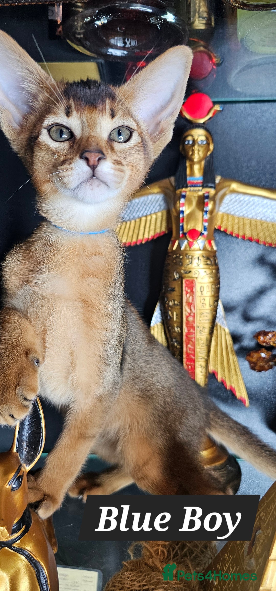 Abyssinian cats for sale: 4 Abyssinian kittens for sale - Advert 24