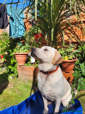 Labrador Retriever dogs - Advert 1