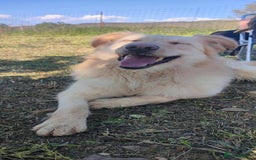 Labrador Retriever dogs for adoption: Bubi! - Image 2