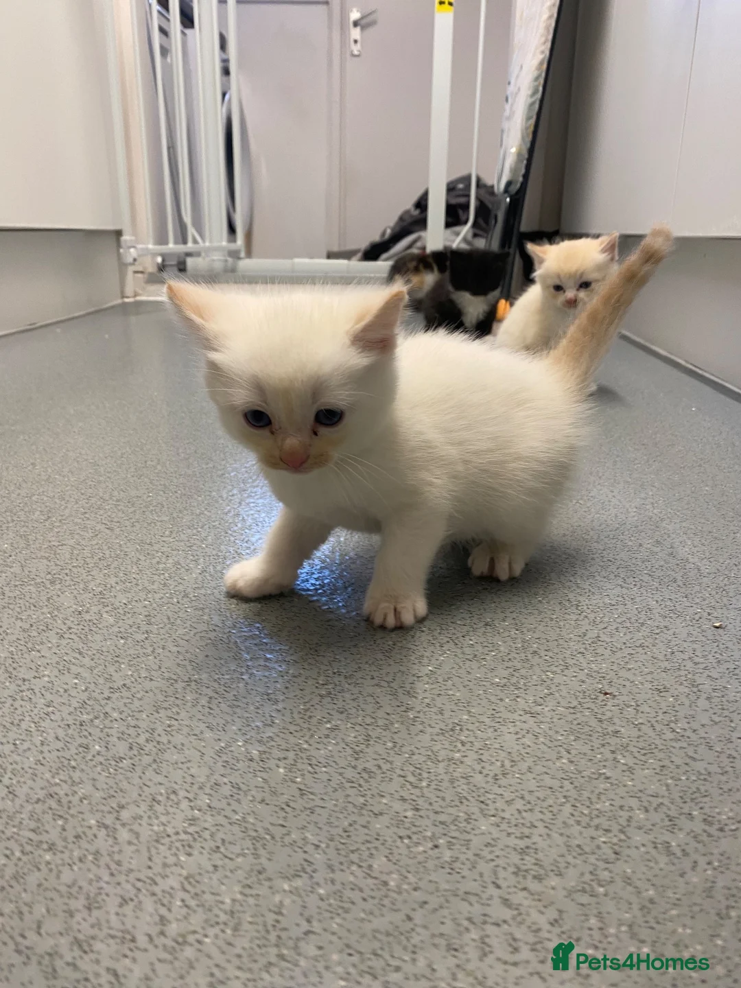 Mixed Breed cats for sale: Beautiful Mixed Breed Kittens - Advert 10