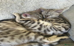 Bengal cats for sale: Bonded silver bengal boys.Have to be kept together - Image 6