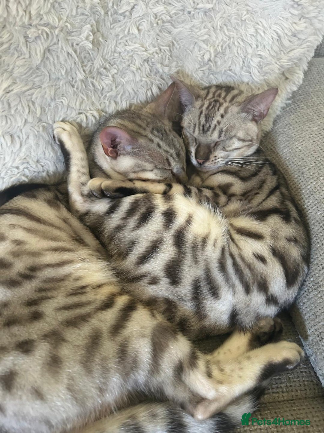 Bengal cats for sale: Bonded silver bengal boys.Have to be kept together - Image 6