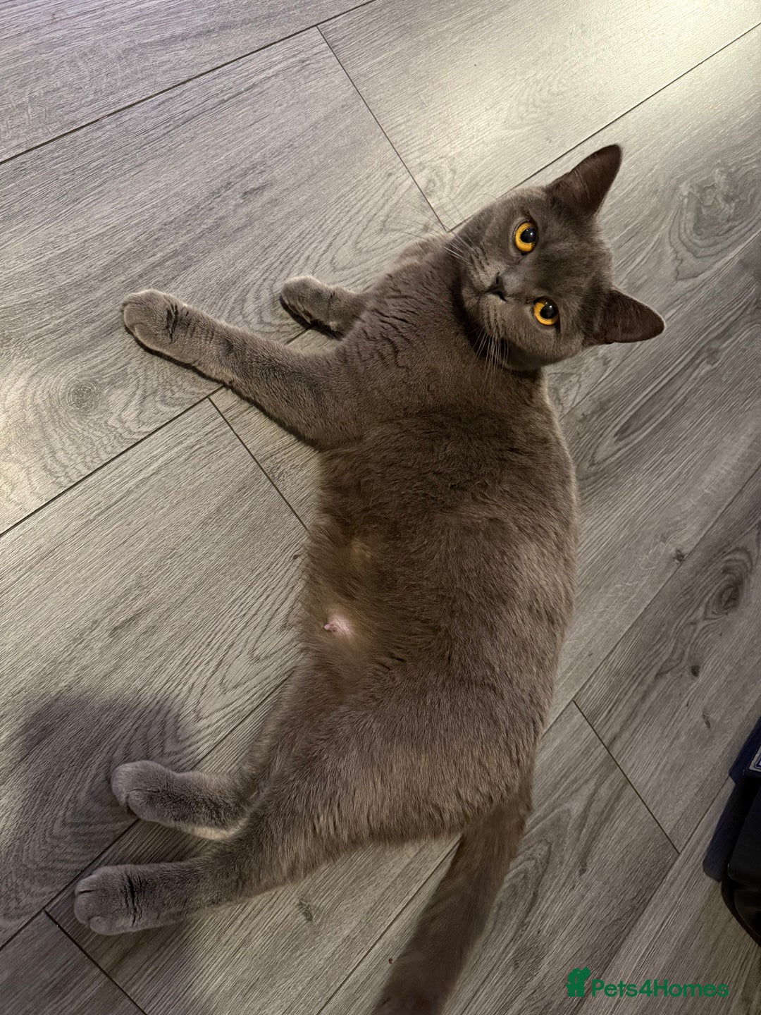 British Shorthair cats for sale: Grey male British short hair  - Advert 4