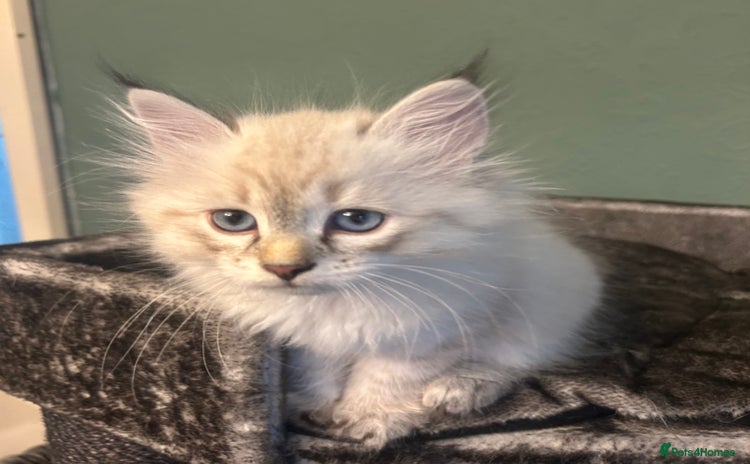 Siberian cats - Advert 3
