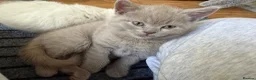 British Shorthair cats for sale: Stunning Pedigree Kittens | DNA Clear in Glasgow - Advert 27