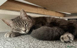 Burmese cats for sale: Beautiful blue kittens  - Image 11