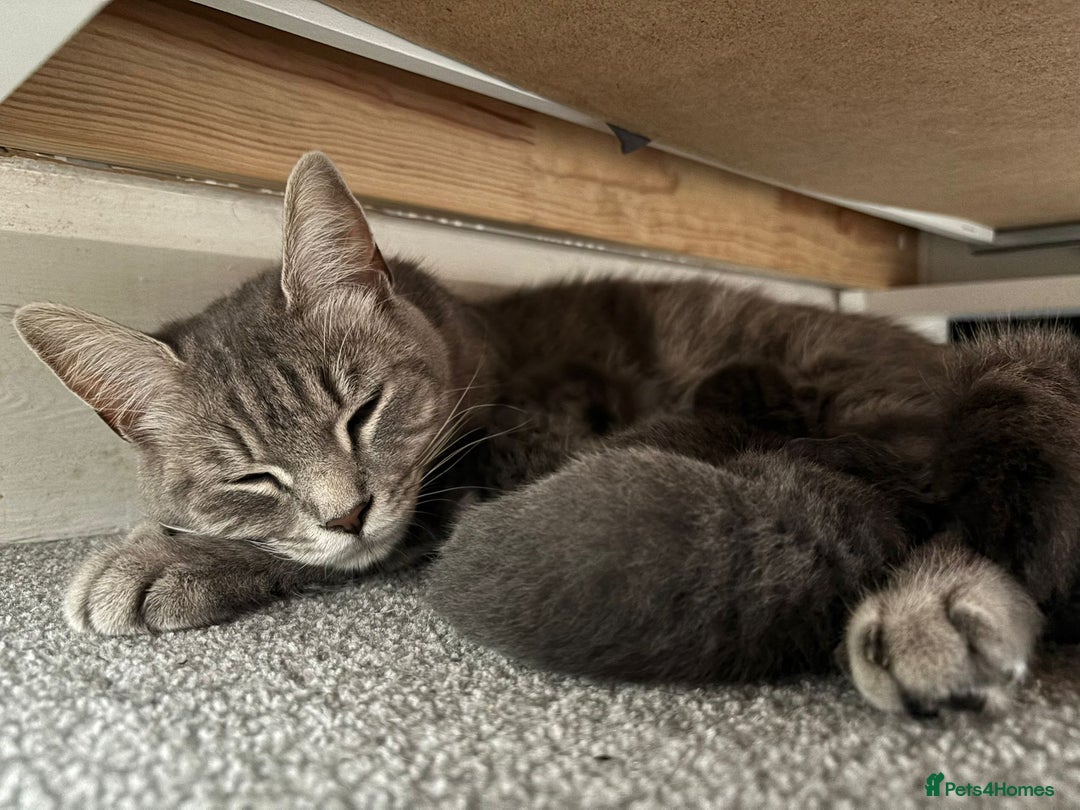 Burmese cats for sale: Beautiful blue kittens  - Image 11