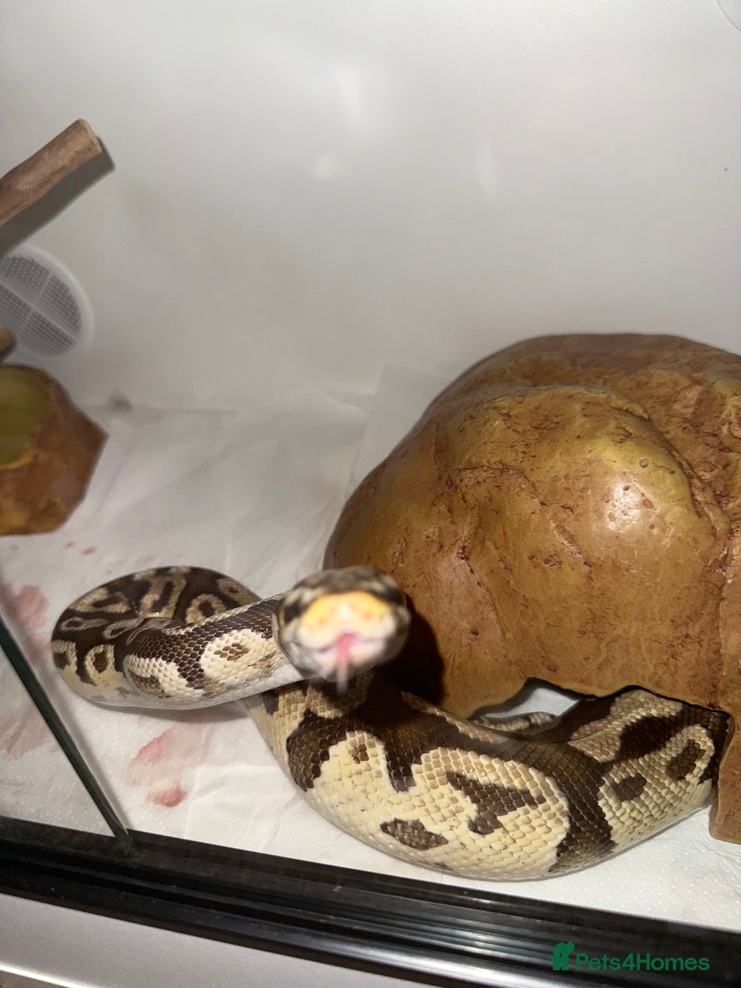 Python Snake reptiles for sale: Ball Python w/full setup included  - Advert 1