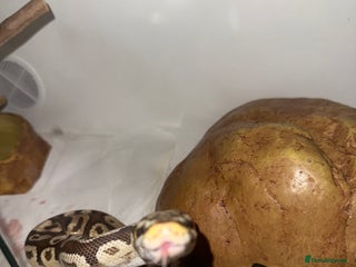 Python Snake reptiles Ball Python w/full setup included - Advert 1