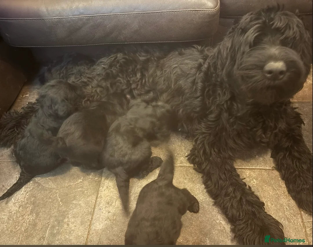 Giant Schnauzer dogs for sale: KC Giant Schnauzer Puppies in Newport - Advert 6