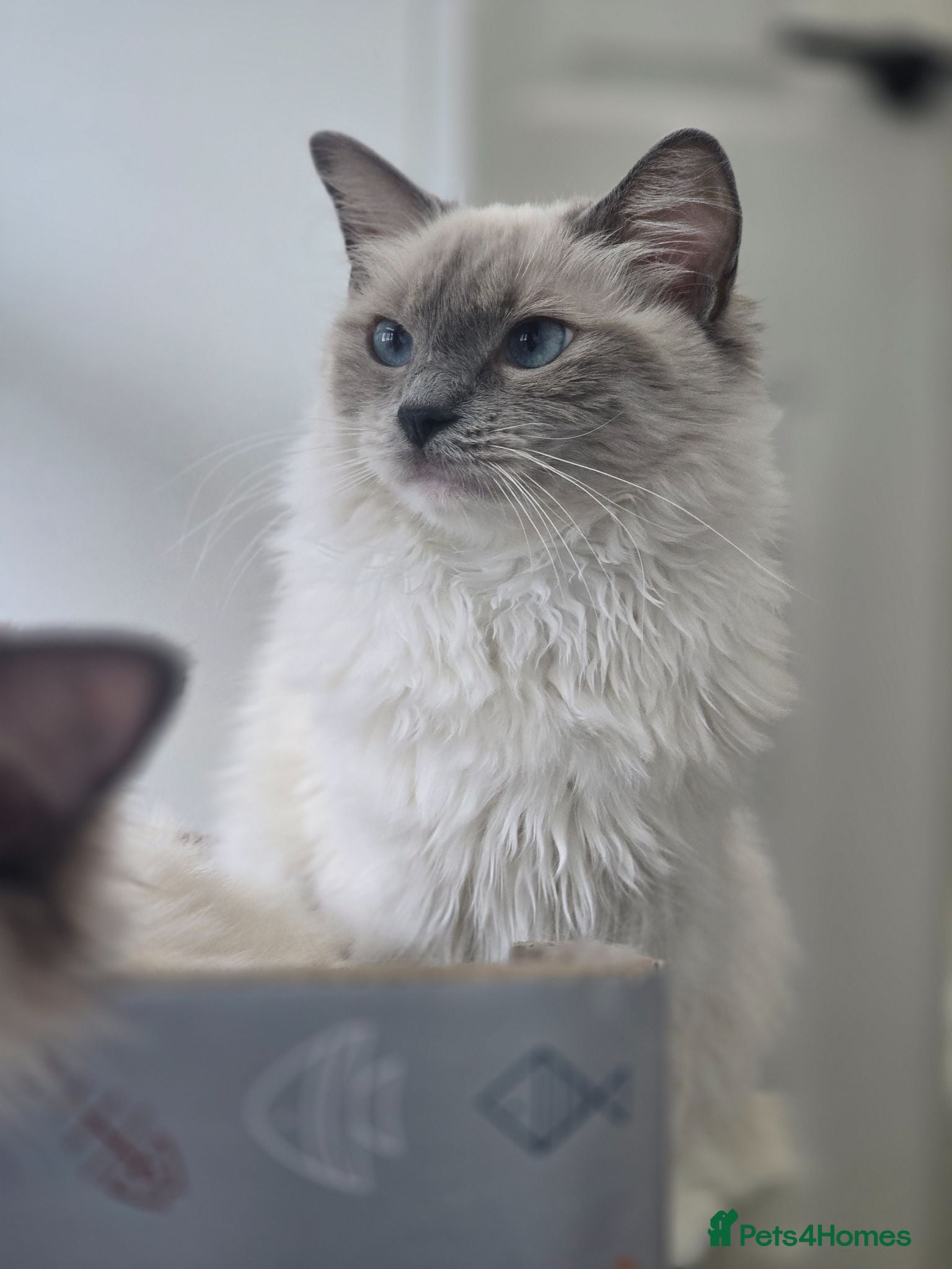 Ragdoll cats 💖 Gorgeous TICA-Registered Blue Mitted Girl 💖 - Advert 5