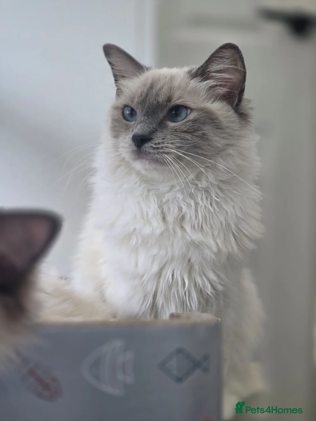 Ragdoll cats for sale: 💖 Gorgeous TICA-Registered Blue Mitted Girl 💖 - Advert 1