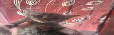 Domestic Shorthair 2