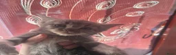 Domestic Shorthair cats for sale: Kittens for sale  - Advert 6